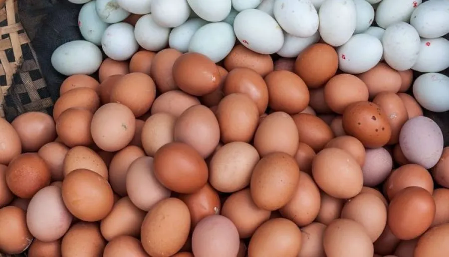 telur